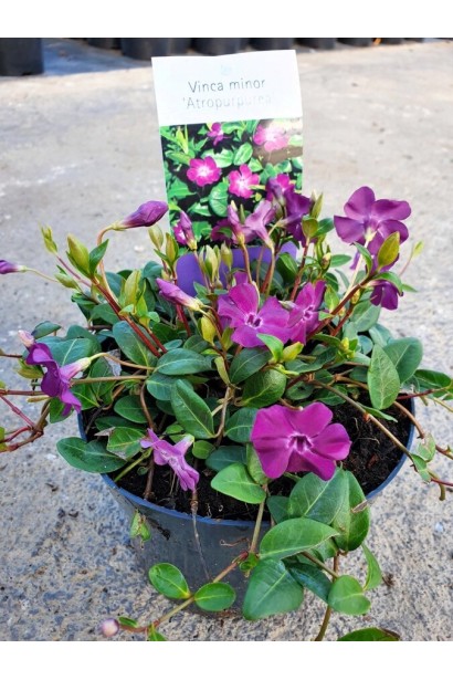 Барвінок малий Атропурпуреа в контейнері 3 л